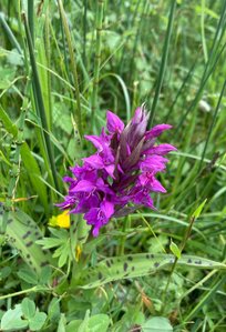k-IMG_9454